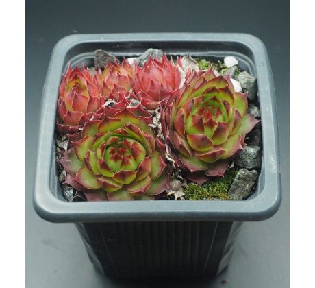 Sempervivum CARLO`S II