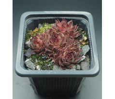 Sempervivum RAUHER KULM