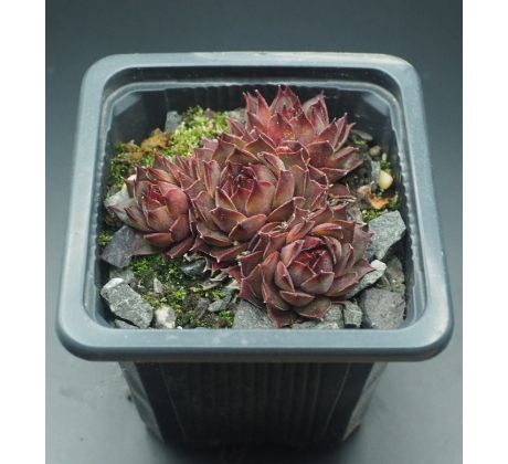 Sempervivum RAUHER KULM