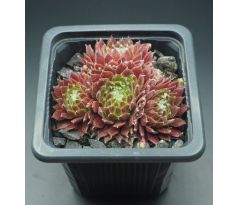 Sempervivum RED WINGS