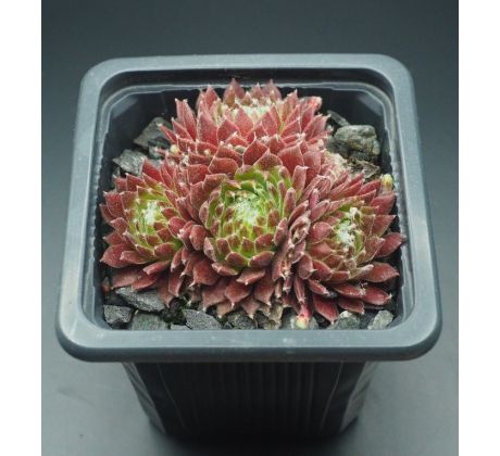 Sempervivum RED WINGS