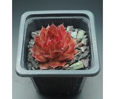 Sempervivum BOTTLE OF GRIOTTE