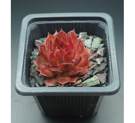 Sempervivum BOTTLE OF GRIOTTE