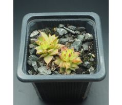 Sempervivum RED LACE