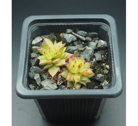 Sempervivum RED LACE