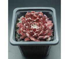 Sempervivum RED SPIDERMAN