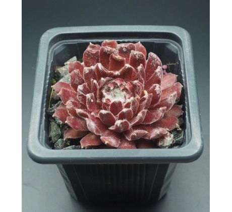 Sempervivum RED SPIDERMAN