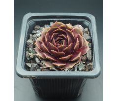 Sempervivum PURPLE KING