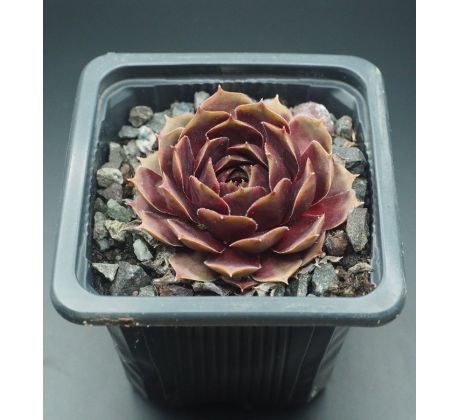 Sempervivum PURPLE KING