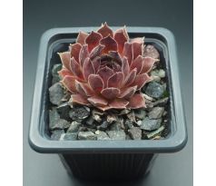 Sempervivum NATALIE