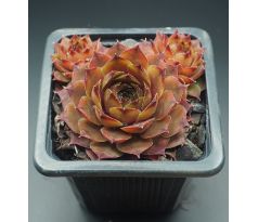 Sempervivum NORMANN