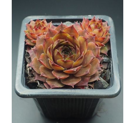 Sempervivum NORMANN