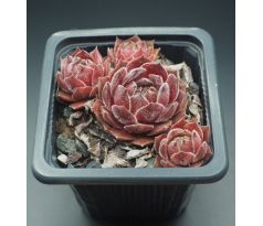 Sempervivum OHIO BURGUNDY