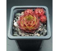 Sempervivum NICO