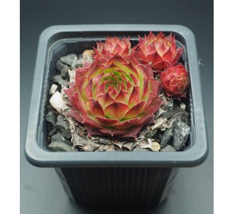 Sempervivum NICO