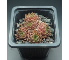 Sempervivum MY MOYAH