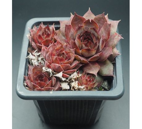 Sempervivum NORNE