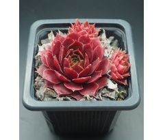 Sempervivum HEKLA