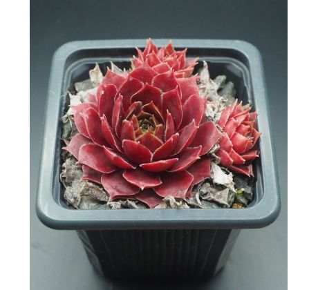 Sempervivum HEKLA