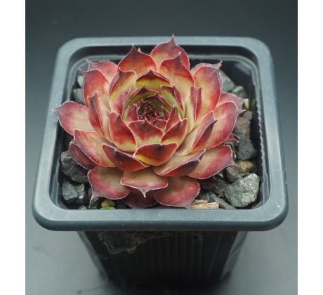 Sempervivum NEVIS