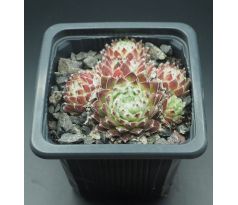 Sempervivum NEIDA