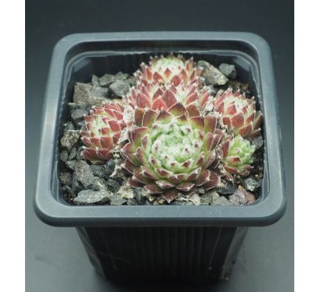 Sempervivum NEIDA