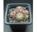 Sempervivum NEIDA