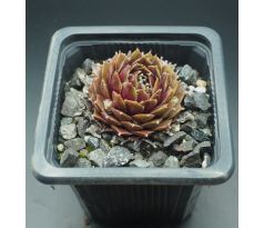 Sempervivum NANO