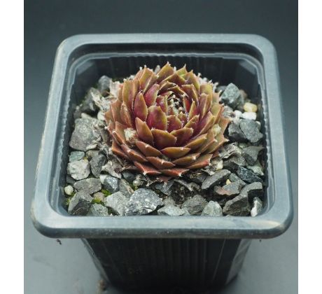 Sempervivum NANO