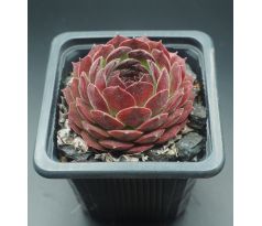 Sempervivum MORION