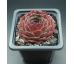 Sempervivum MORION