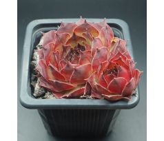 Sempervivum NORA