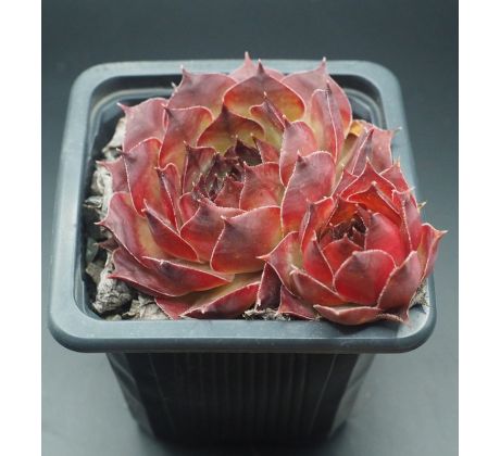 Sempervivum NORA