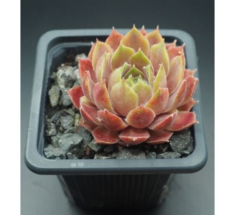 Sempervivum PETPUSKA