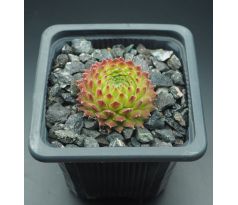 Sempervivum POLARNACHT