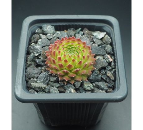 Sempervivum POLARNACHT