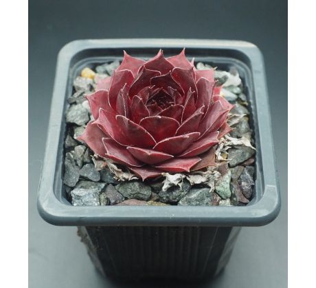 Sempervivum PANCHITA