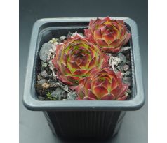 Sempervivum PARROY