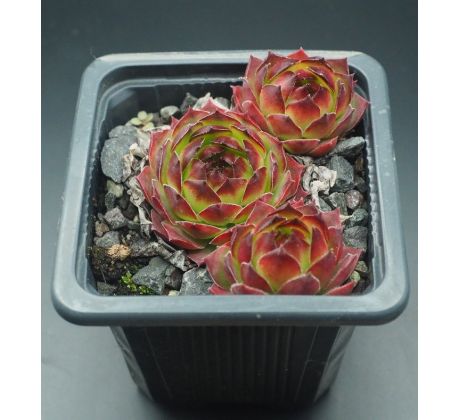 Sempervivum PARROY