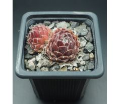 Sempervivum POKE EAT