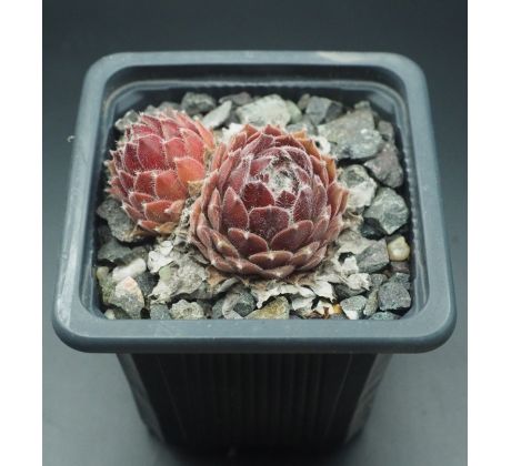 Sempervivum POKE EAT