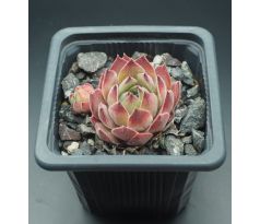 Sempervivum PLÜSCHBÄR