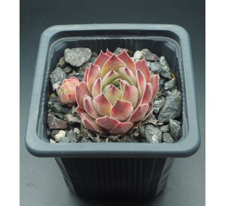 Sempervivum PLÜSCHBÄR