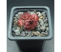 Sempervivum POMPEJA