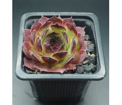 Sempervivum PESCADO