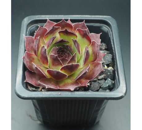 Sempervivum PESCADO