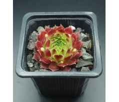 Sempervivum PATRAS