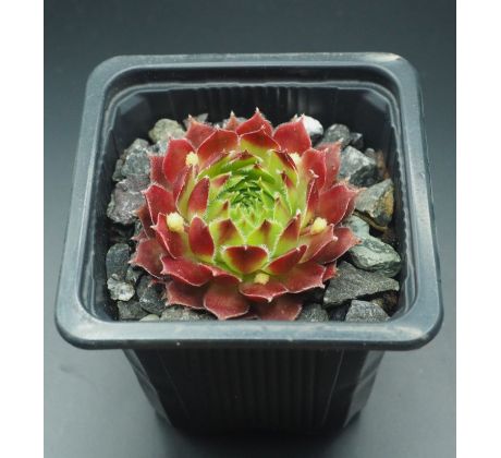 Sempervivum PATRAS