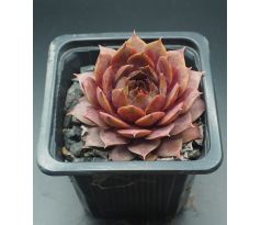 Sempervivum PFEFFERKUCHEN