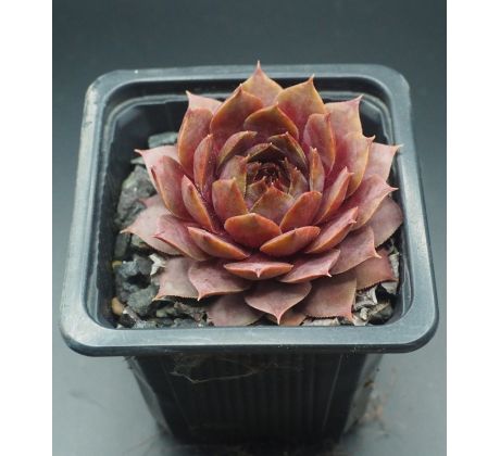 Sempervivum PFEFFERKUCHEN